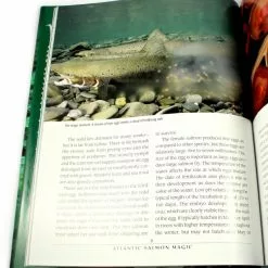 Atlantic Salmon Magic -Energy Solutions Sales atlantic salmon magic 5